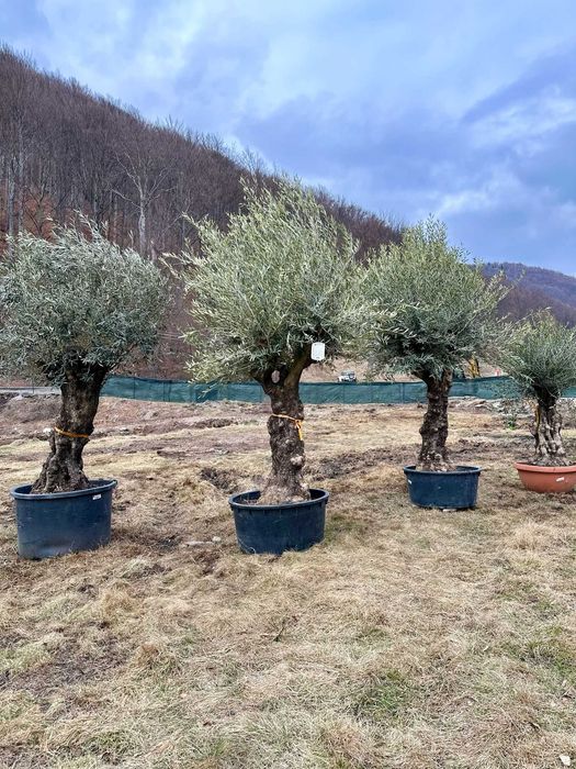 Plante Ornamentale pentru Design Peisagistic Profesional
