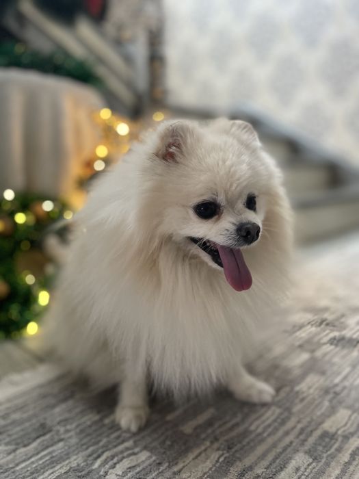 Вязка шпица