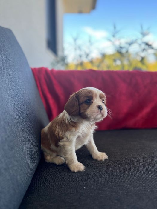 Cavalier King Charles Spaniel