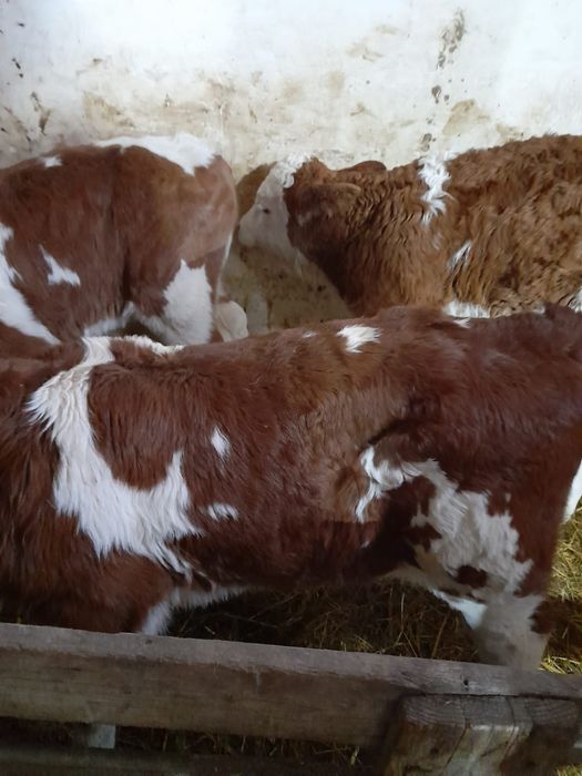 Taurasi și vitele belgiană și baltati