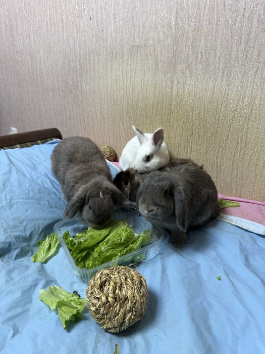 Декоративные Кролики
