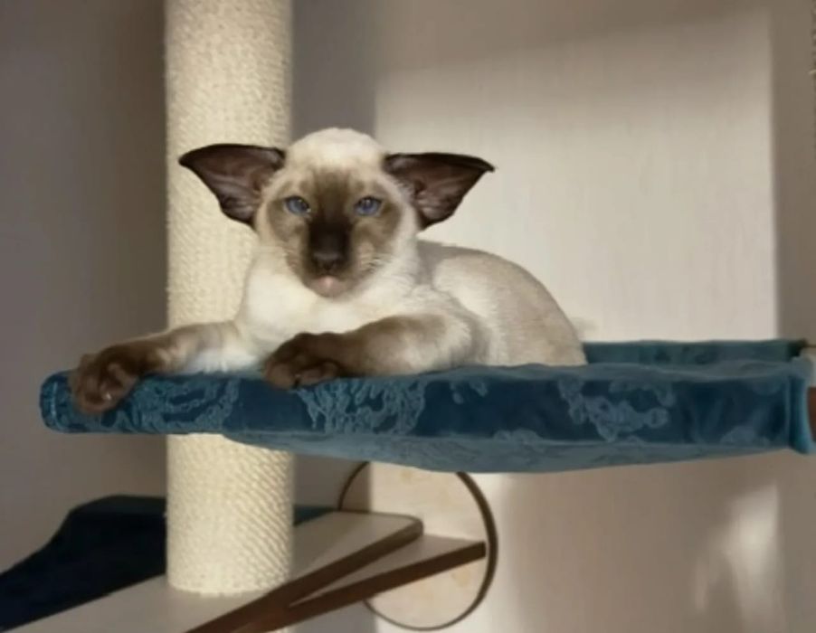 Ориентальные котята