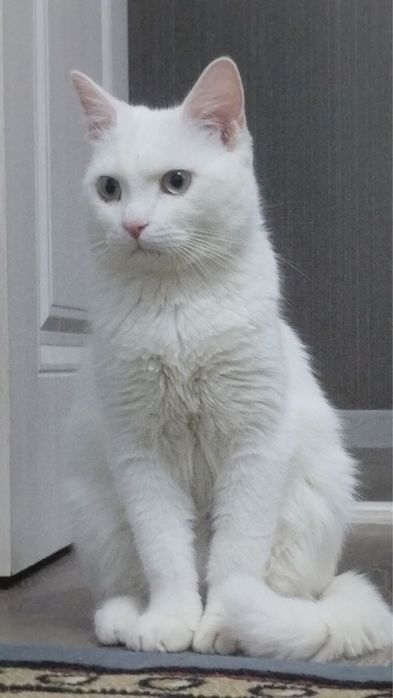 Кот по имени Каспер