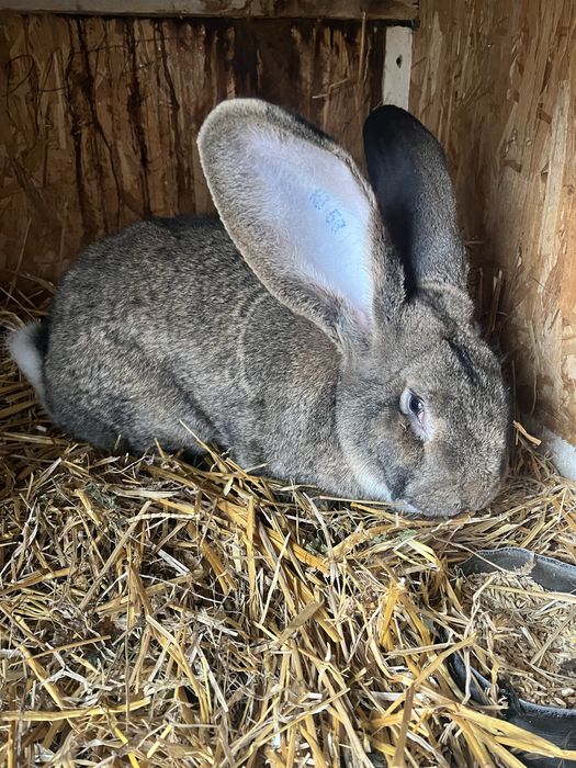 Iepuri Uriaș German