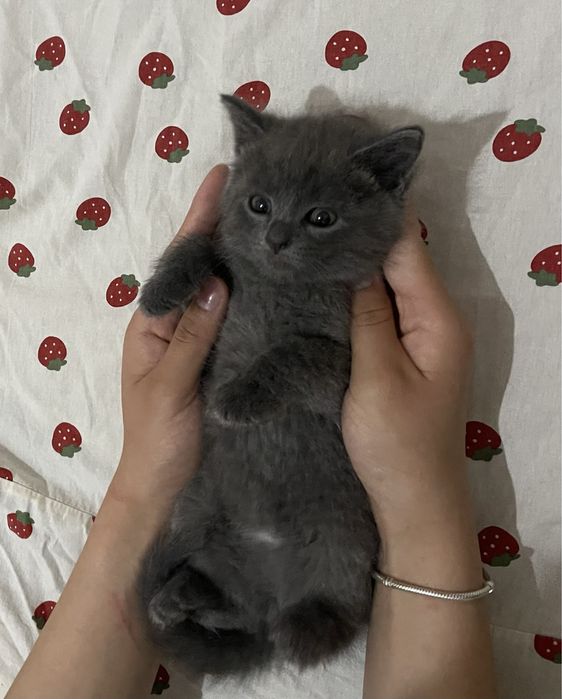 Котенок в добрые руки