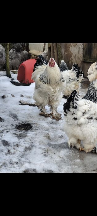 Оплодени яйца от Колумбийска брама,бял легхорн,черен австролорп и пекински патици!