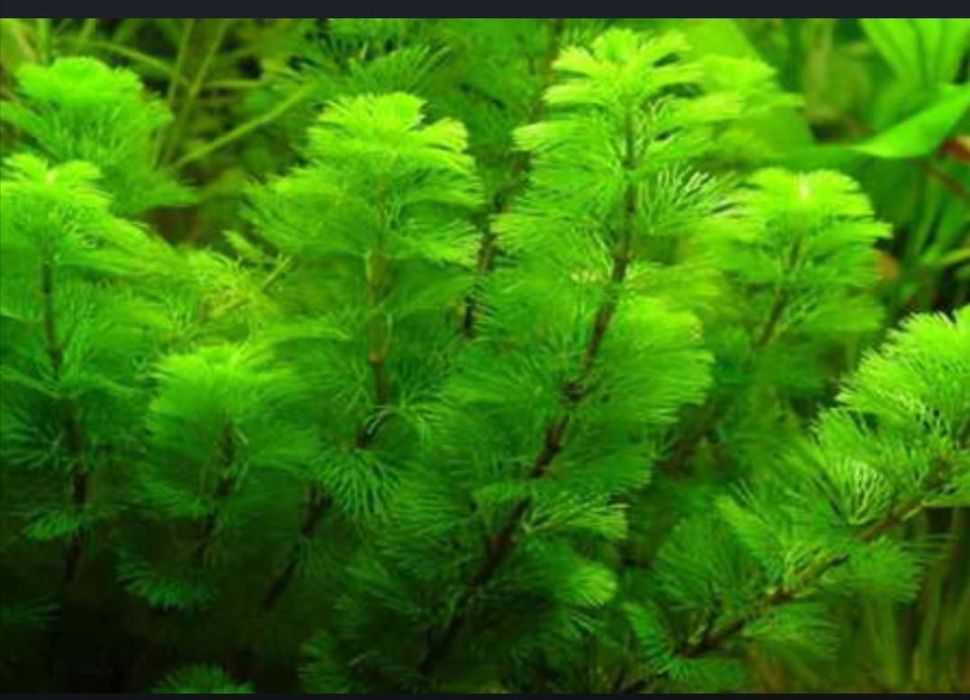 Растения для акварюма и рыбки