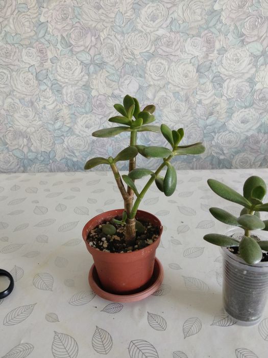 Продам денежное дерево