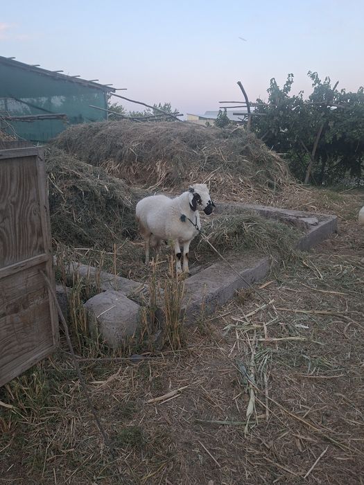 Barra sotiladi 6 oylik