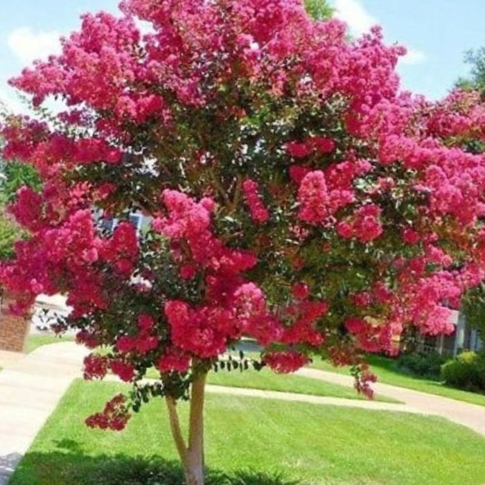 Liliac indian SUPERB
