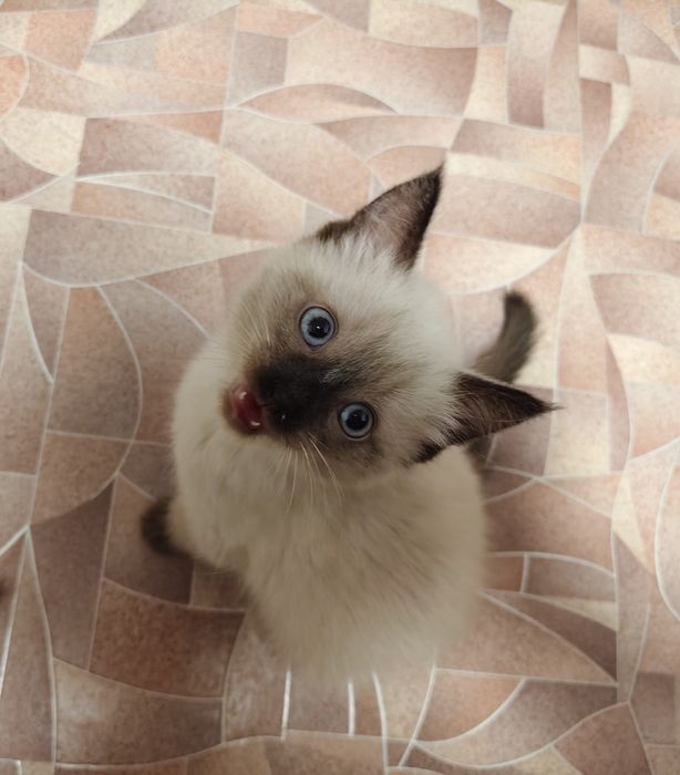 Отдам котят в добрые руки
