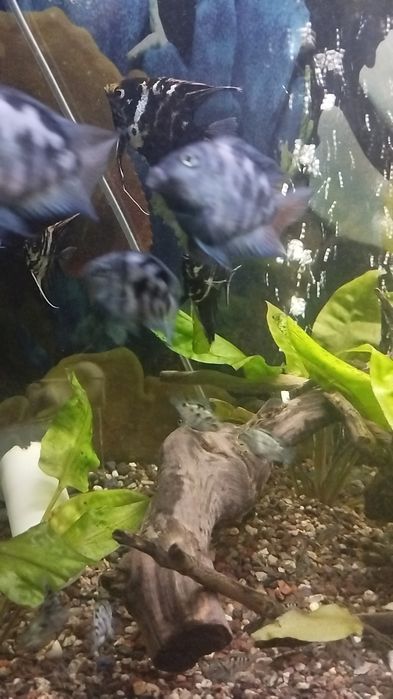 Продается сапфировый попугай Панда оптом.