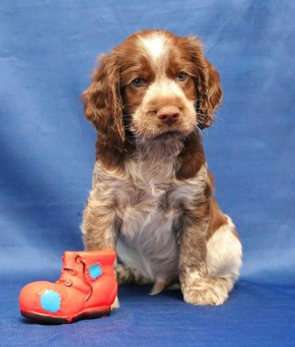 Спаниель Русский Охотничий