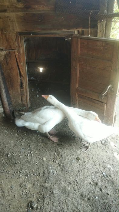 Гусь и гусыня на продажу
