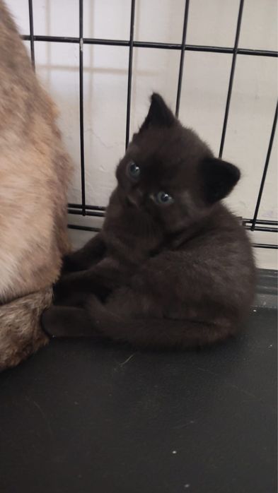 Котятки в добрые руки