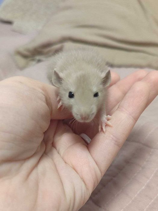 Отдам крыс мальчиков