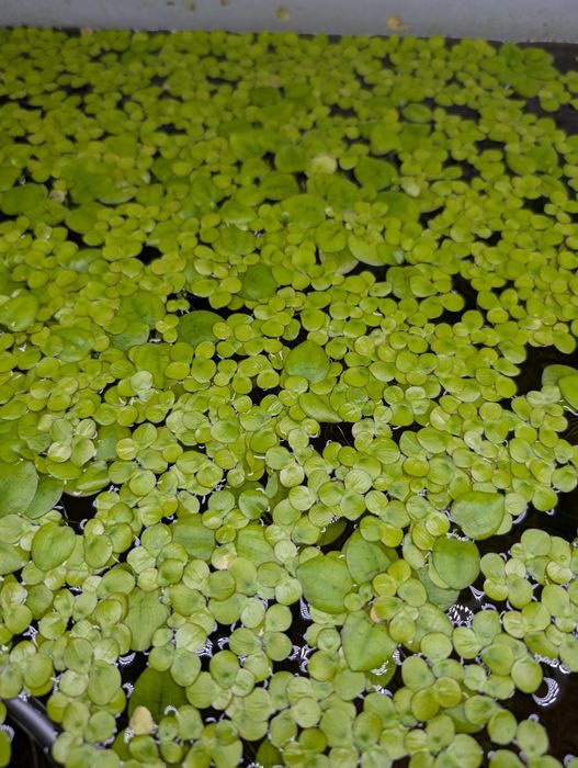 Плаващи растения за аквариум или езеро