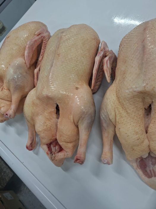 Гуси, куры, перепёлки домашние.