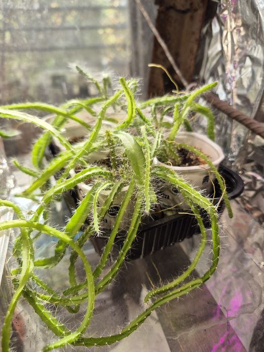 Фикусы молочай Хлорофитум питахайя агламены