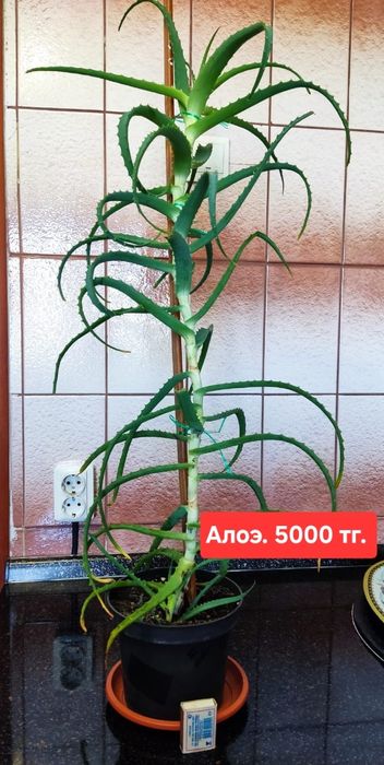 Продам комнатные растения