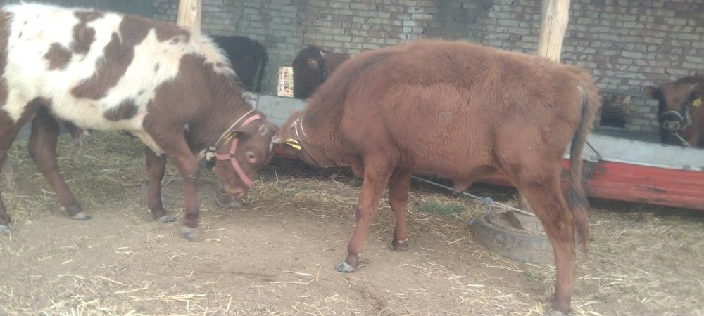 Sifatli yosh Buqqala sotiladi narxi har xil 14500 dan 17500 Milyongach
