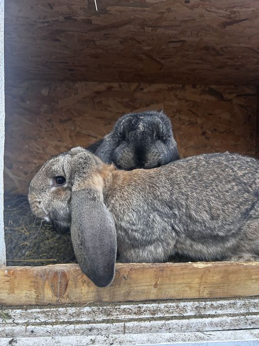 Iepuri berbec german