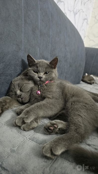 Котёнок скоттиш страйт
