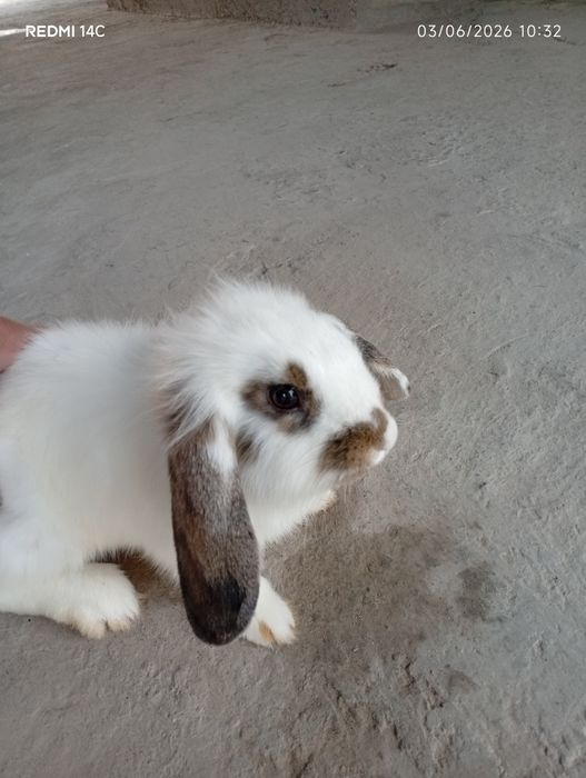 French Lop rabbits bolalari 1-1.5 oylik