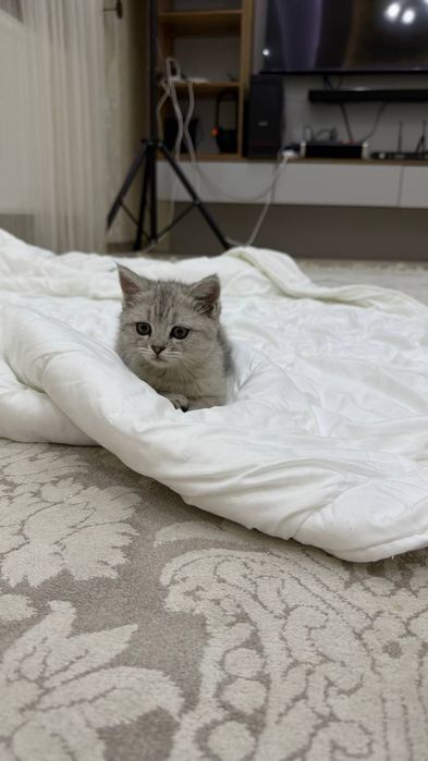 Кошку продам 150$ 200$