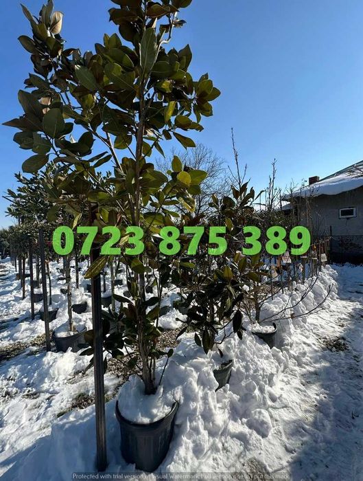 Arbori de Exterior de Elită – Transport Asigurat la Domiciliu