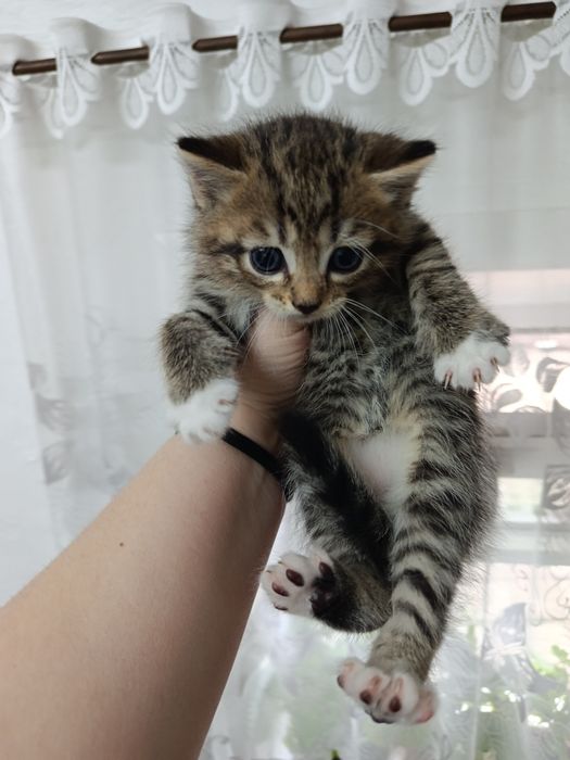 Отдам котят в добрые руки