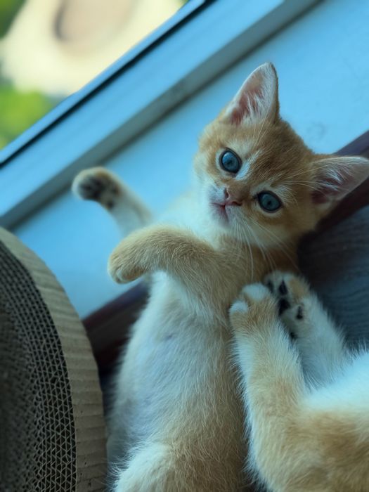 Котята британской золотой шиншилы 2 месяца