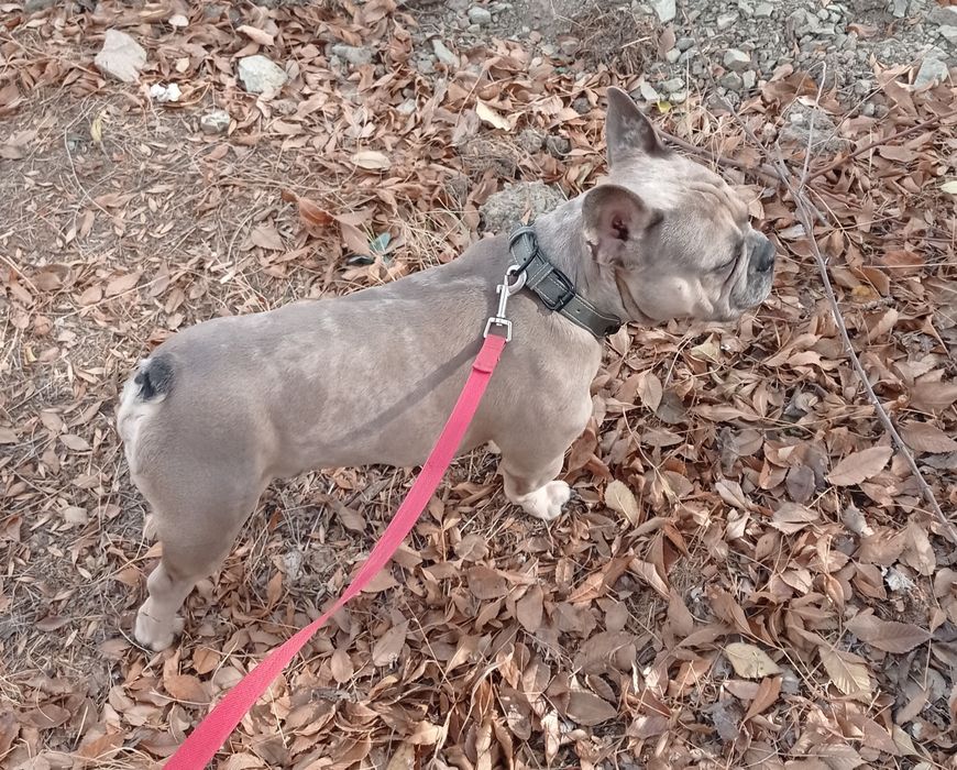 Продается Французский бульдог