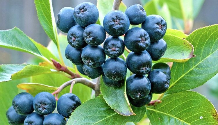 Арония „Викинг“ ново