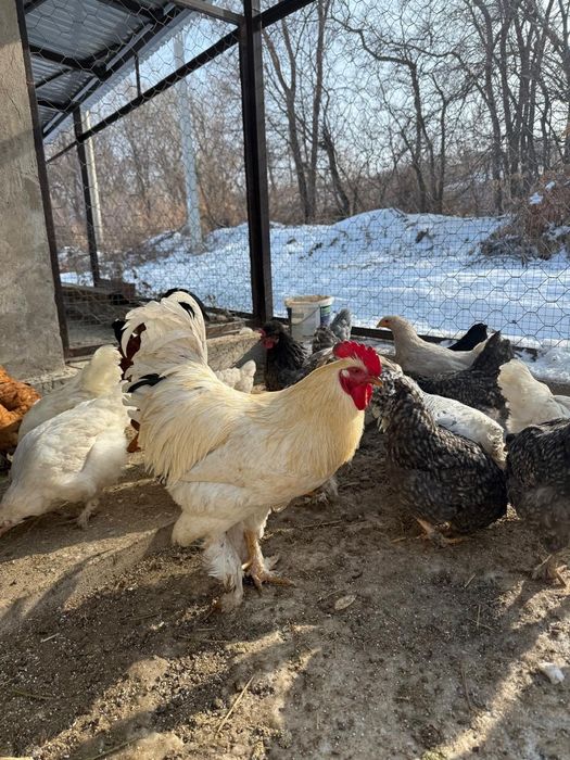 Продам молодого петуха