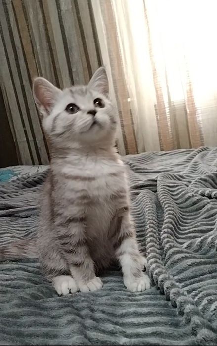 Скоттиш страйт. Девочка.