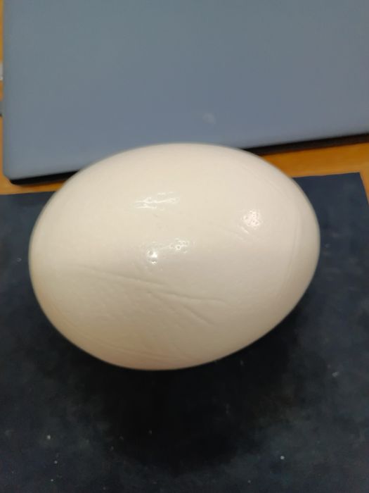 Vând ouă de struț