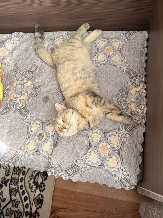 Кошка шотладская