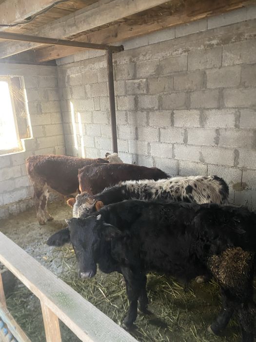 Бычки пододистые