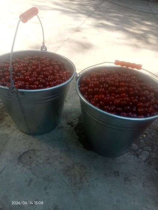 Вишня спелая на заказ