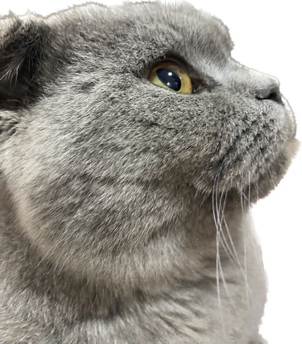 Mishuklar sotiladi zotli