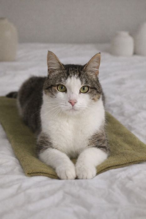 Кот Феликс ищет семью