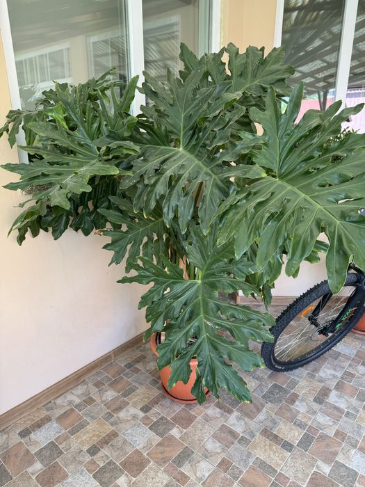 Vand floare Philodendron