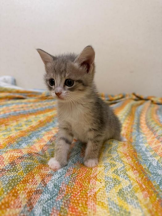 Отдам котёнка в хорошие руки.