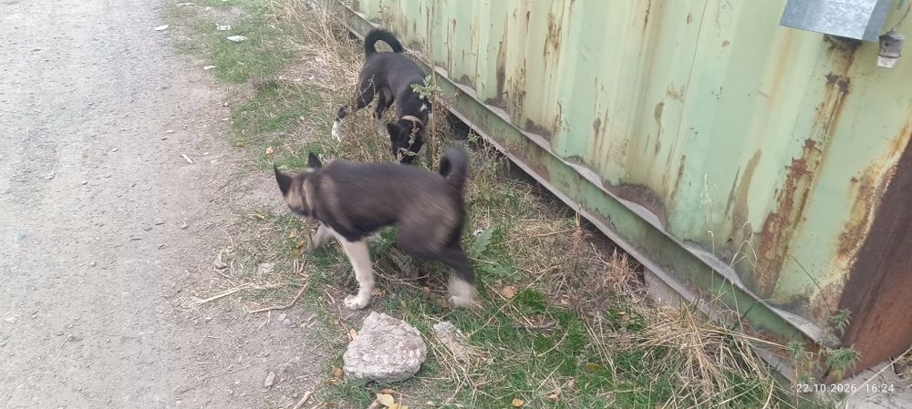 Продам щенят лайки