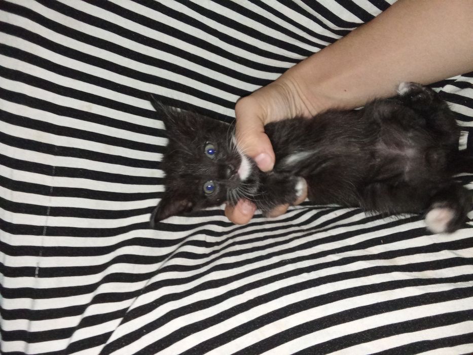 Отдам котят даром в хорошие руки