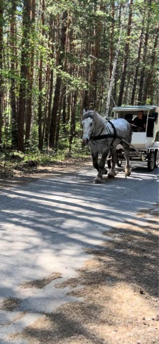 Продам шикарного Першерона