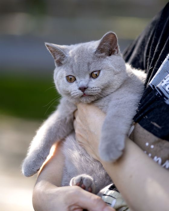 Продаются чистокровные Британцы.