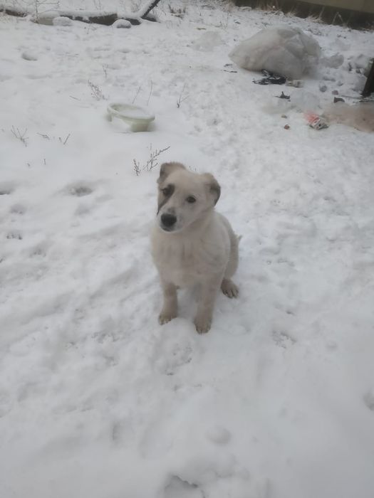 Отдам щенят бесплатно