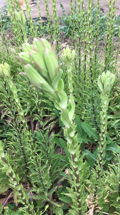 Bulbi crini alb (lilium candidum)